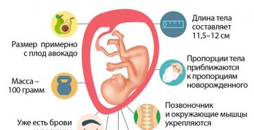 Беременность двойней: вес и живот, ощущения