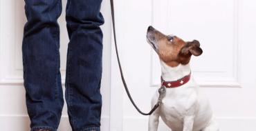 Начини да се отървете от миризмата на кучешка урина